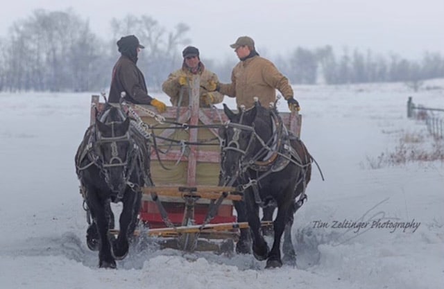 Most Valuable Employees Amidst a Dakota Winter: A Team of Horses