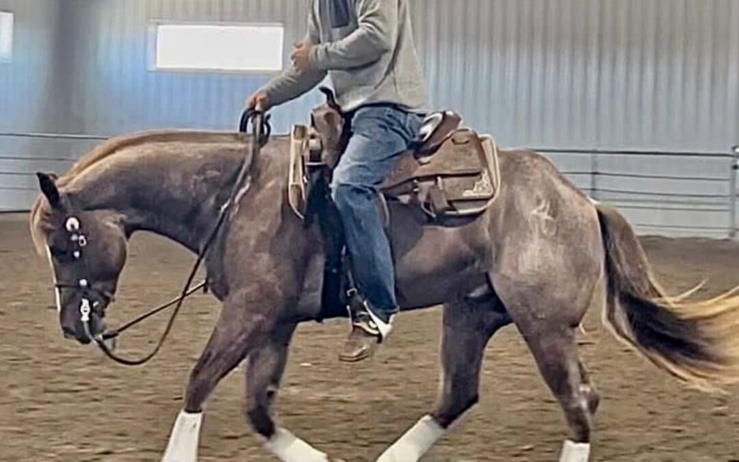‘Guide’-Horsemanship Series Part 1 with Josh Lyons