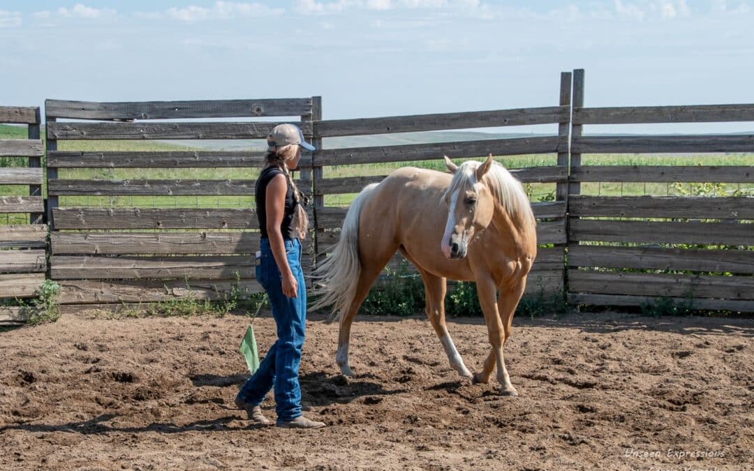 How to Help Horses Self-Regulate Their Emotions