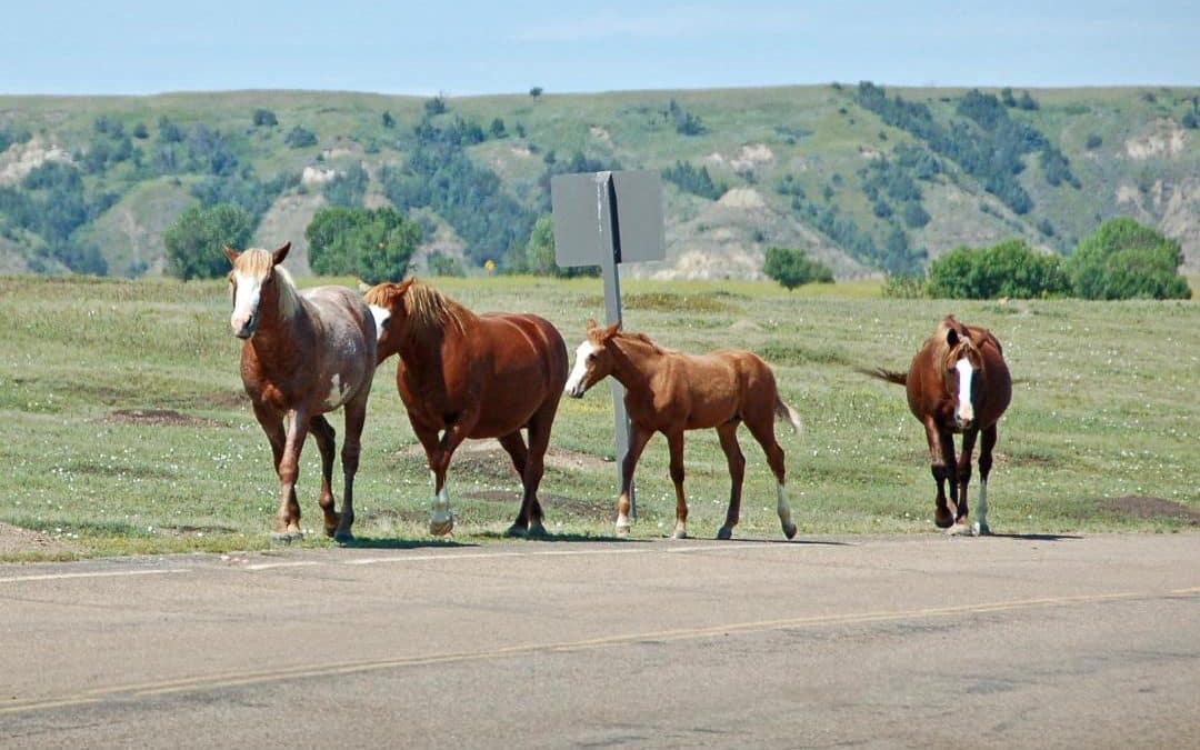 The Battle to Save Roosevelt’s Horses