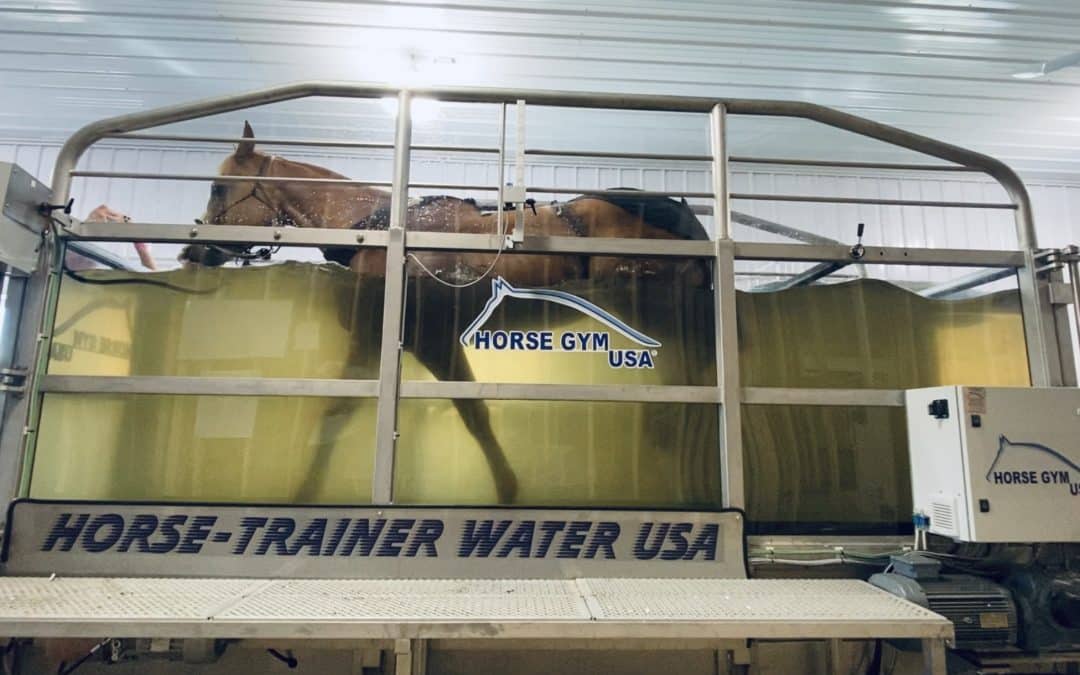 Rehabbing and Conditioning Horses: Revive Equine provides water, incline workouts