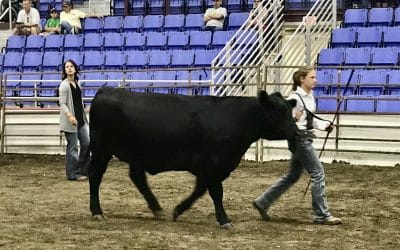 A Rising Star in the ND Angus Community: Andrea Arnold